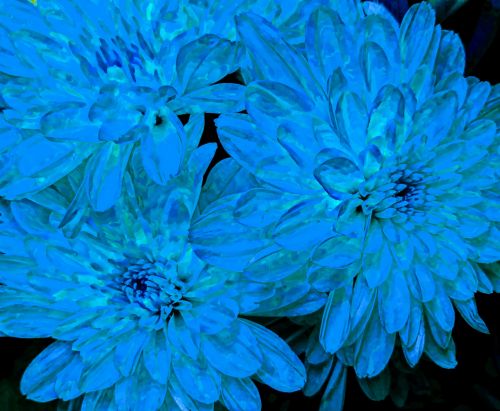 Blue Chrysanthemums