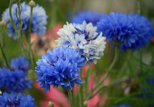 Blue Cornflowers