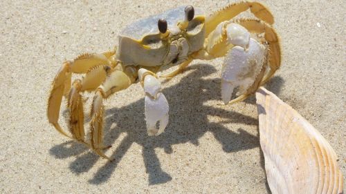 blue crab shell sand