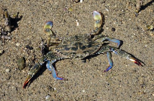 blue crab crab neptunus pelagicus
