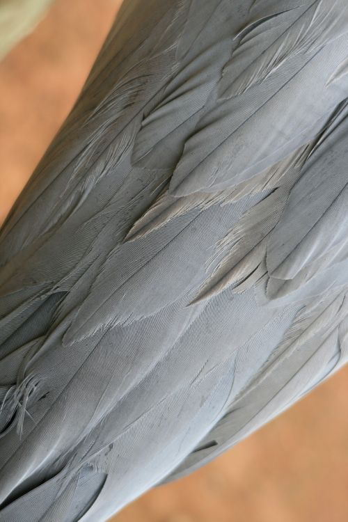 blue crane plumage blue-grey