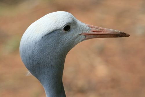 blue crane crane blue