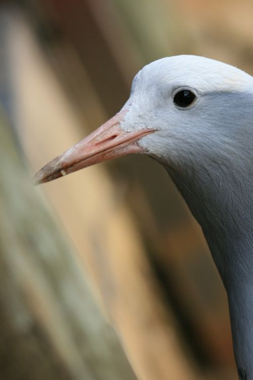 blue crane bird crane blue