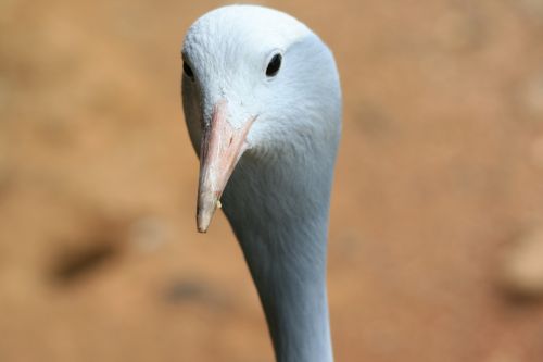 Blue Crane Head And Face