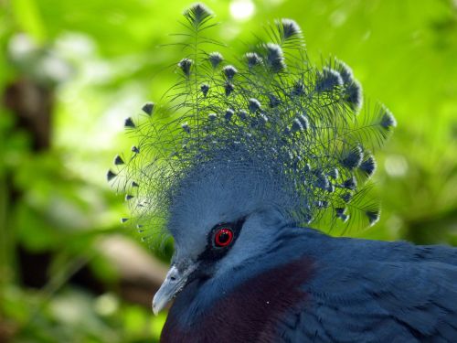 blue crown pigeon dove bird