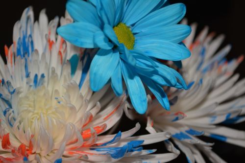 Blue Daisy Flower Floral Macro