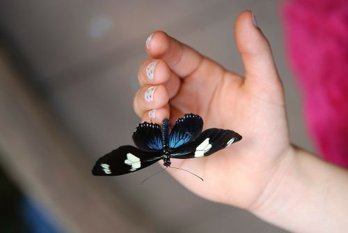 blue doris butterfly macro