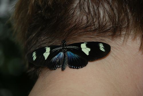 blue doris butterfly macro