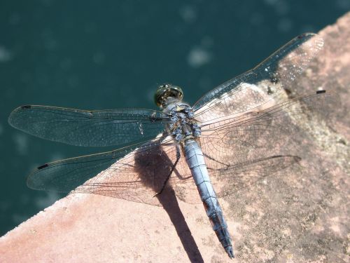 blue dragonfly wetland orthetrum cancellatum