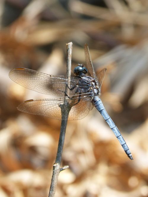 blue dragonfly stem wetland