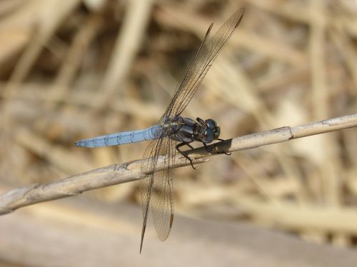blue dragonfly stem wetland orthetrum cancellatum