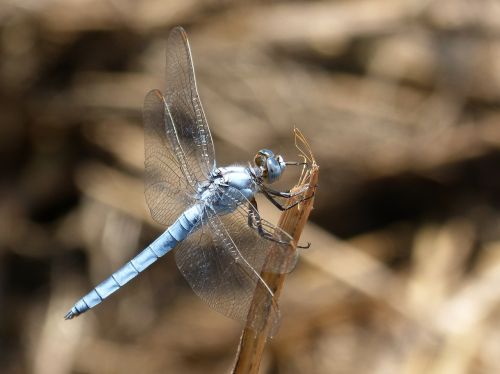 blue dragonfly stem wetland