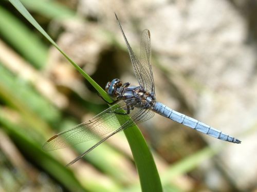 blue dragonfly stem wetland