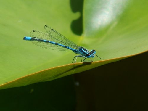 dragonfly blue insect