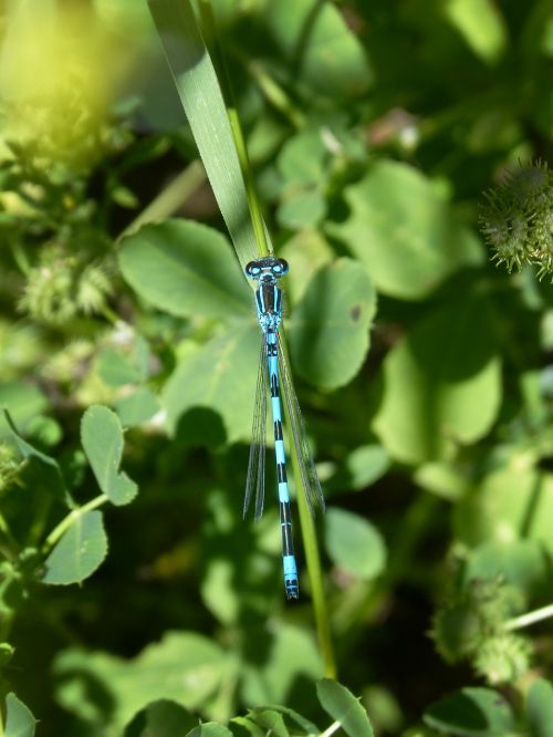 blue dragonfly coenagrion hastulatum leaf
