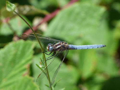 blue dragonfly stem greenery