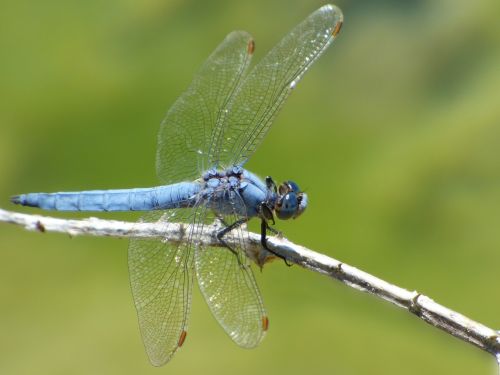 blue dragonfly branch orthetrum coerulescens