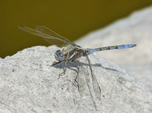 blue dragonfly orthetrum chrysostigma rock