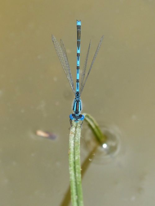 blue dragonfly damselfly leaf