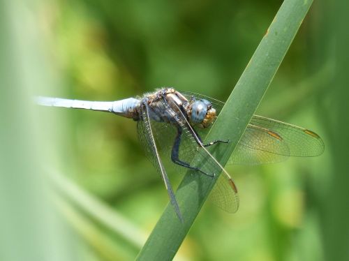 blue dragonfly leaf wetland