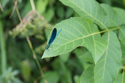 blue dragonfly insect macro