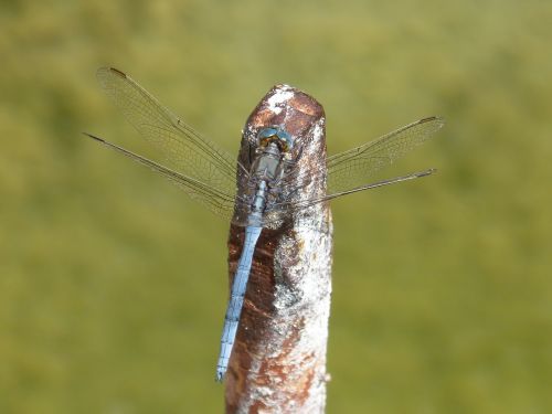 blue dragonfly raft winged insect