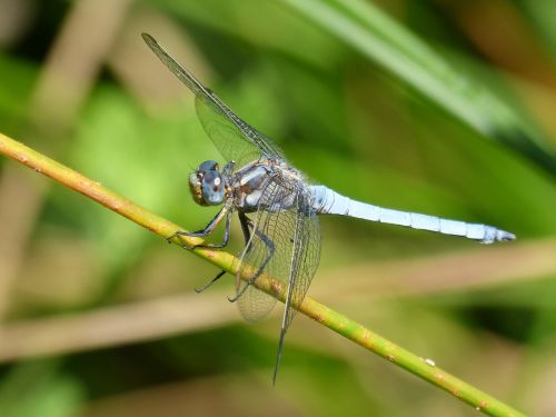 blue dragonfly branch orthetrum coerulescens