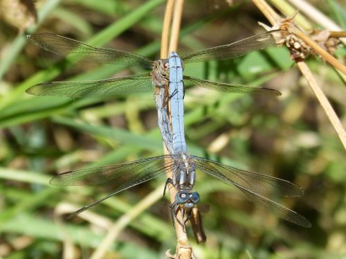 blue dragonfly couple mating