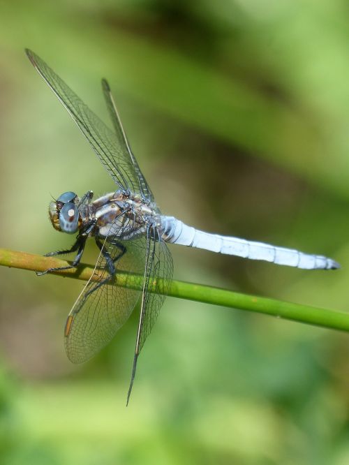 blue dragonfly branch greenery