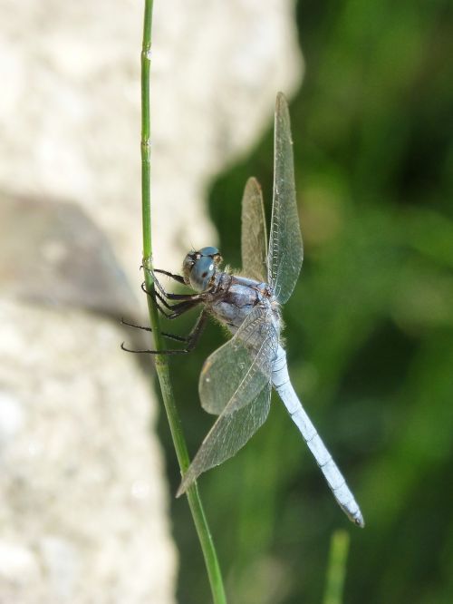 blue dragonfly branch winged insect