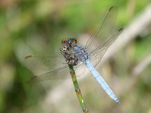 blue dragonfly branch wetland