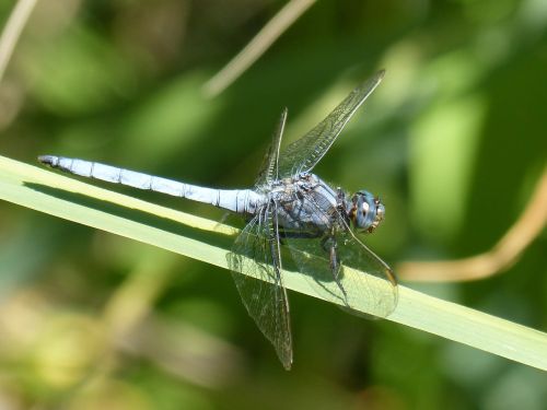 blue dragonfly dragonfly leaf