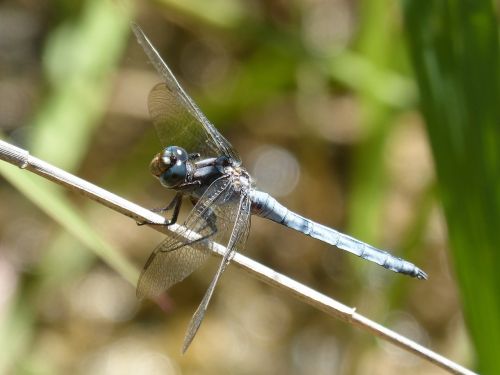 blue dragonfly branch dragonfly