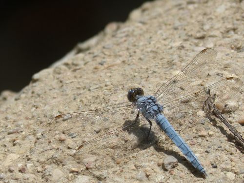 blue dragonfly winged insect detail
