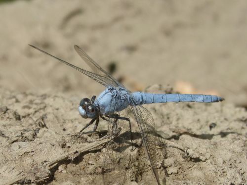 blue dragonfly winged insect detail