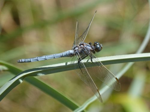 blue dragonfly american cane wetland