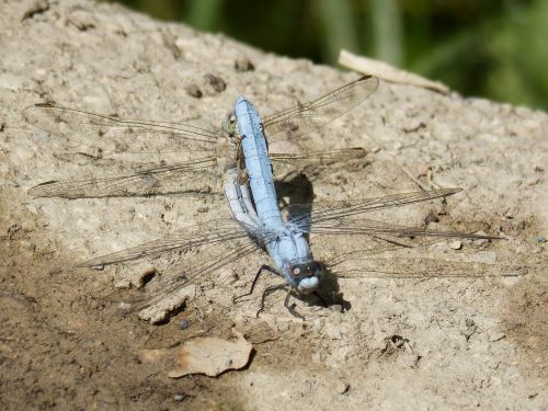 blue dragonfly couple mating