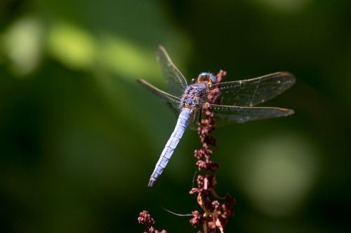 blue dragonfly colors nature