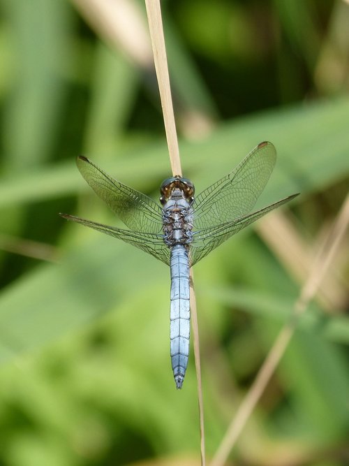 blue dragonfly  stem  wetland