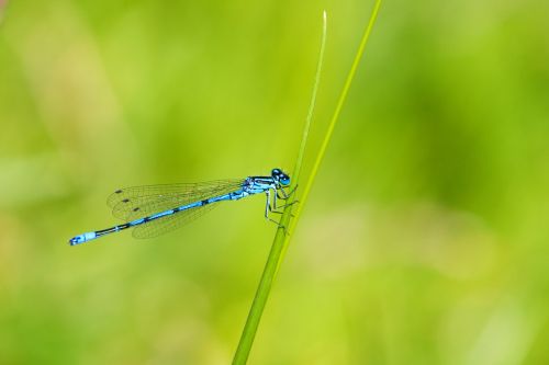 Blue Dragonfly Close-up