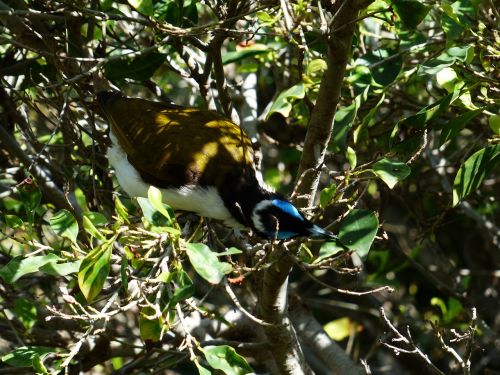 blue ear-honey-eater bird exot