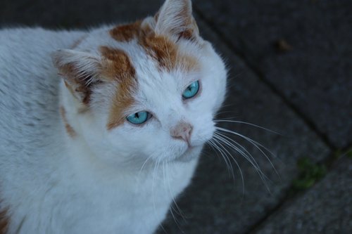 blue eye  animal  pet