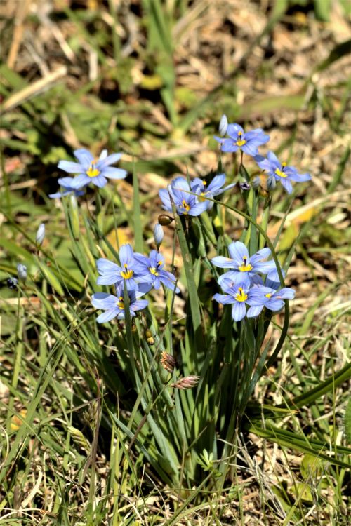 Blue-eyed Grass Wildflowers 2