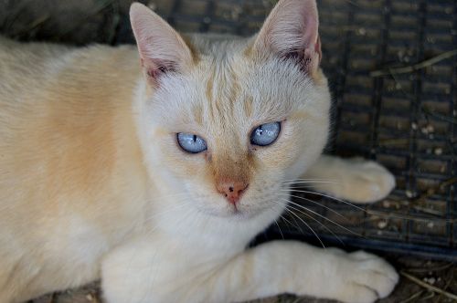 blue eyes cat eyes