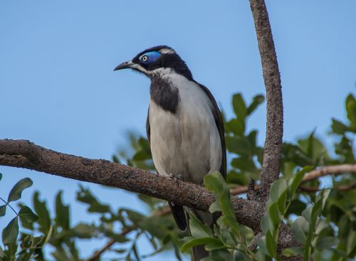 blue faced honeyeater bird entomyzon cyanotis