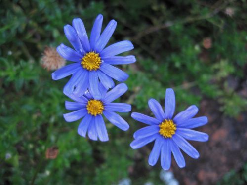 Blue Felicia Amelloides Flowers