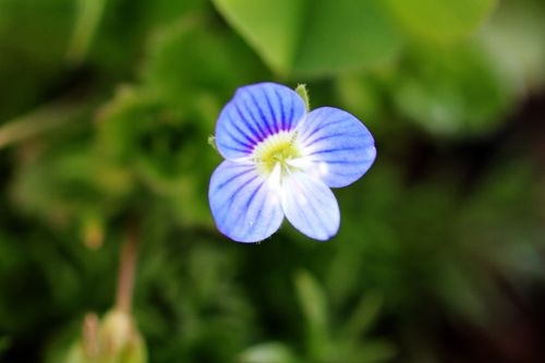 Blue Flower