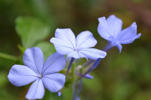 Blue Flower