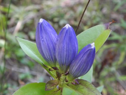 Blue Flower