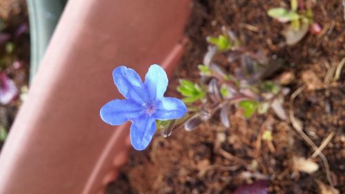 Blue Flower